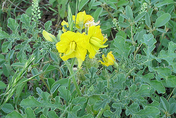 Buffalo Bur