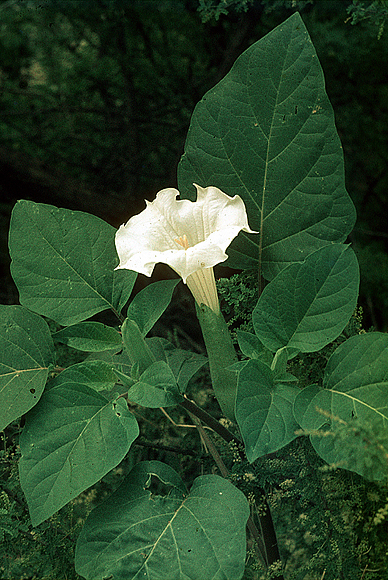 Indian-apple - Datura wrightii