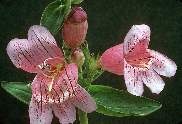 Foxglove
