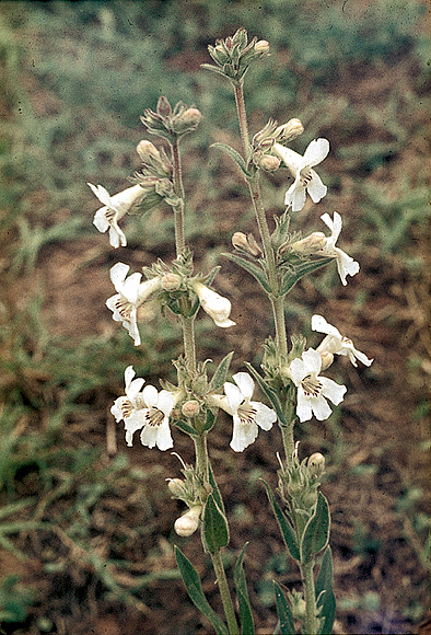 Beardtongue