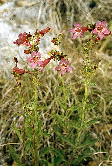 Scarlet Penstemon - Penstemon triflorus var. triflorus