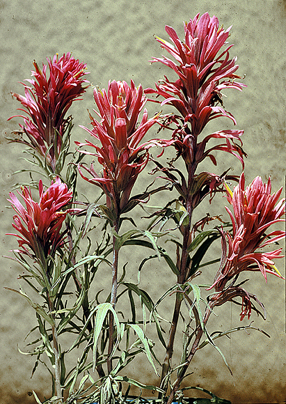 Prairie Indian Paintbrush