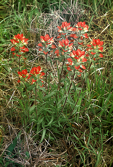 Texas Paintbrush