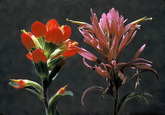 Texas Paintbrush & Prairie Paintbrush, side-by-side - Castilleja indivisa & Castilleja purpurea var. purpurea