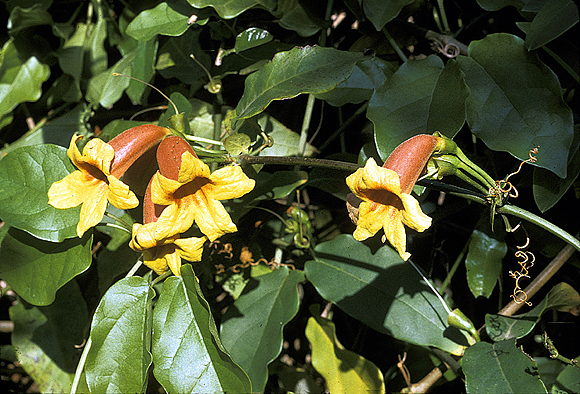 Crossvine