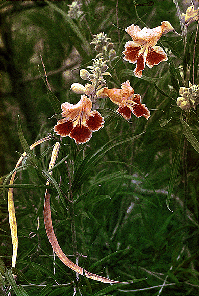 Desert Willow