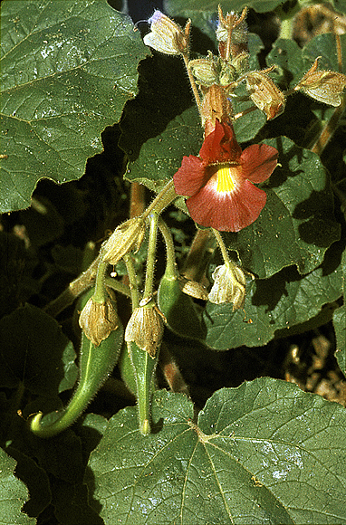 Unicorn Plant