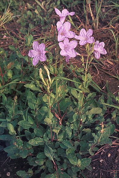 Violet Ruellia