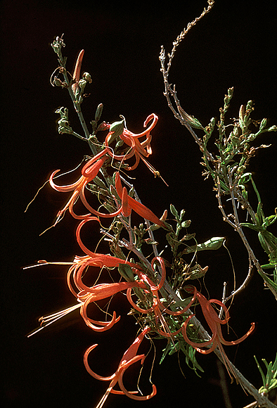 Bush Anisacanth