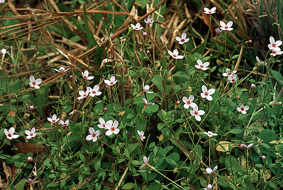 Small Bluet