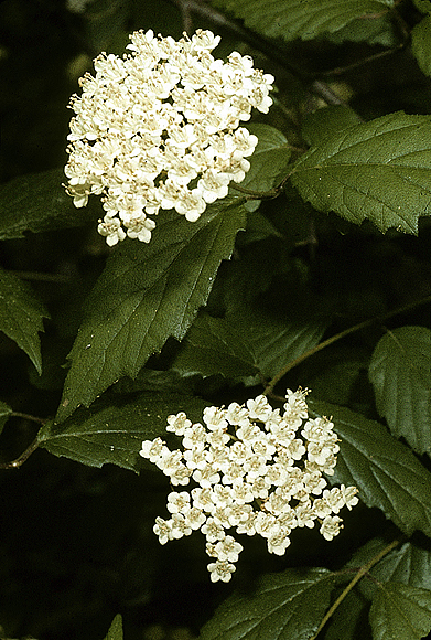 Southern Arrowwood