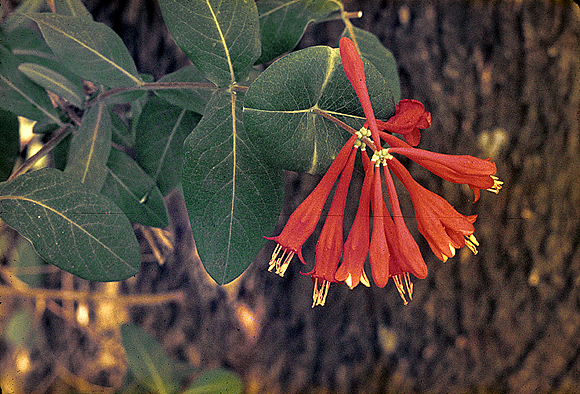 Coral Honeysuckle