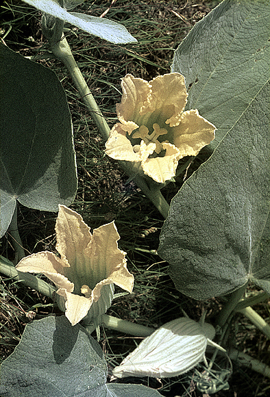 Buffalo Gourd