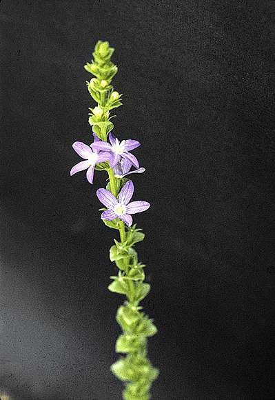 Clasping Venus’-lookingglass