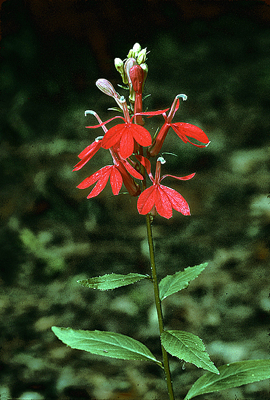 Cardinal Flower