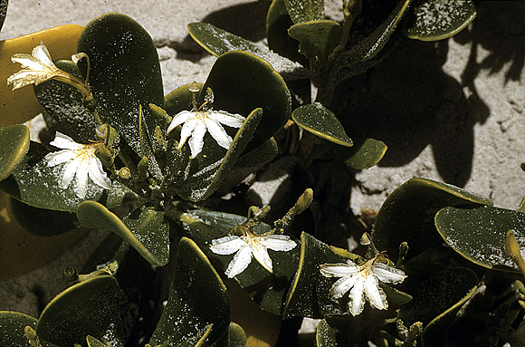 Half Flower