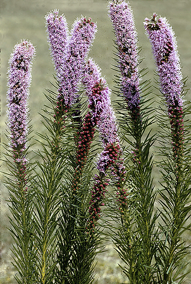 Kansas Gay-feather - Liatris pycnostachya