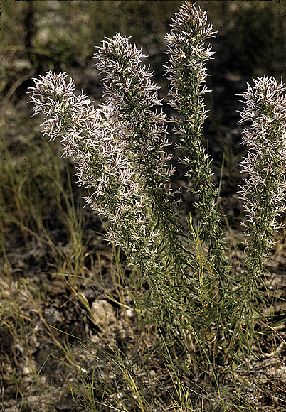 Pink-scale Gayfeather