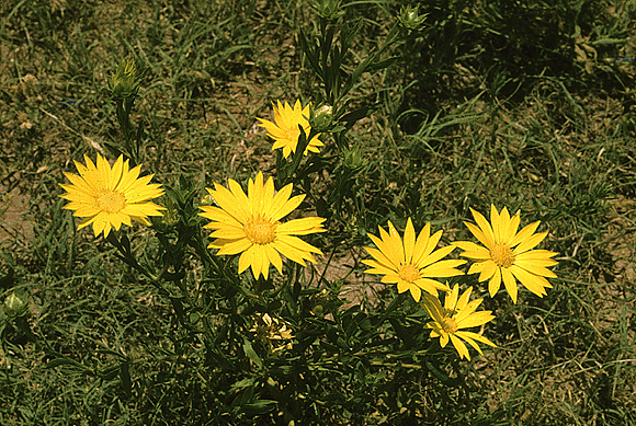 Texas Sleepy Daisy