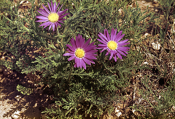 Tahoka Daisy