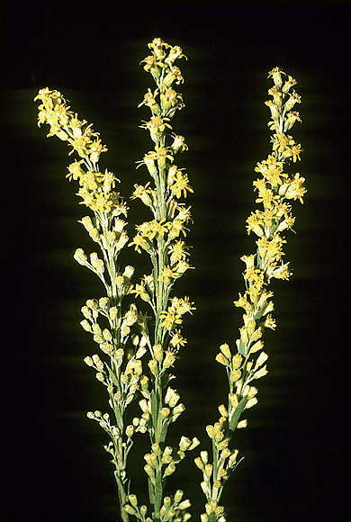 Seaside Goldenrod