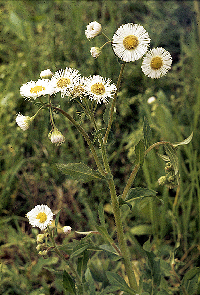 Philadelphia Fleabane