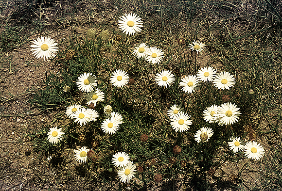 Arkansas Lazy Daisy