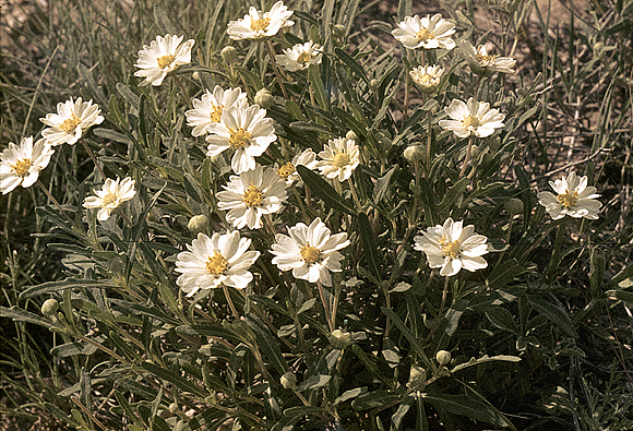 Blackfoot Daisy