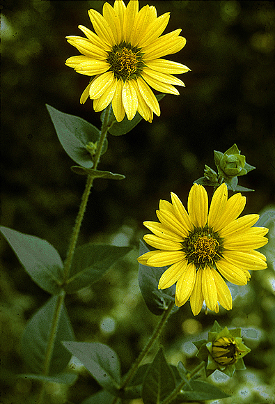 Rough-stem Rosinweed - Silphium integrifolium var. asperrimum