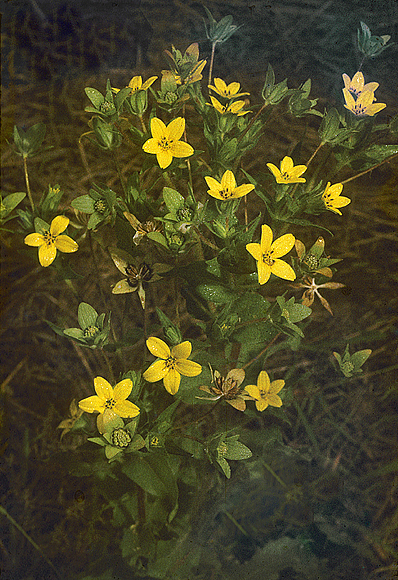 Texas Yellow Star