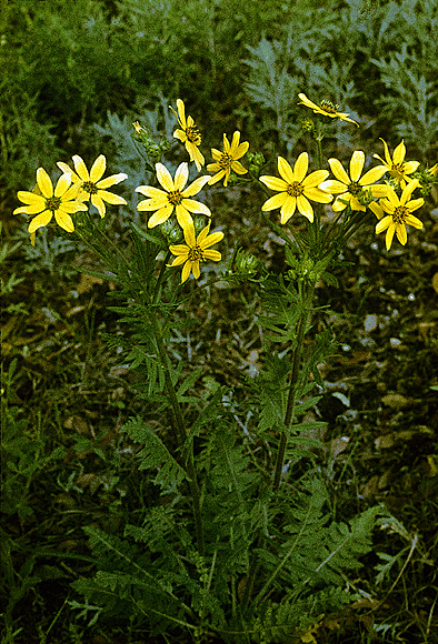 Engelmann Daisy