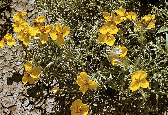 Plains Zinnia
