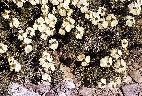 Desert Zinnia