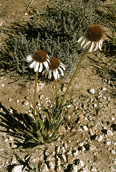 Purple Coneflower