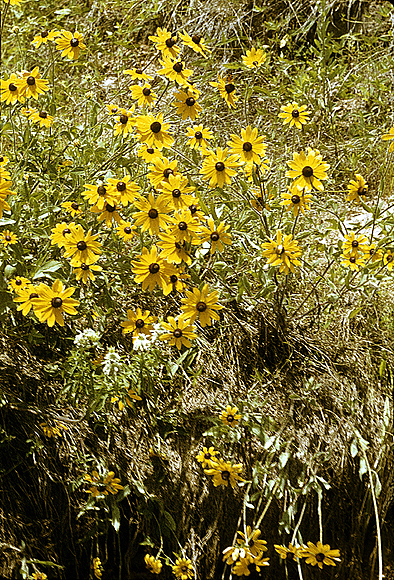 Black-eyed Susan