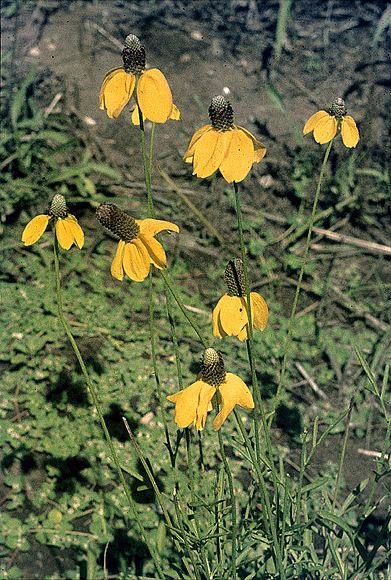 Mexican Hat