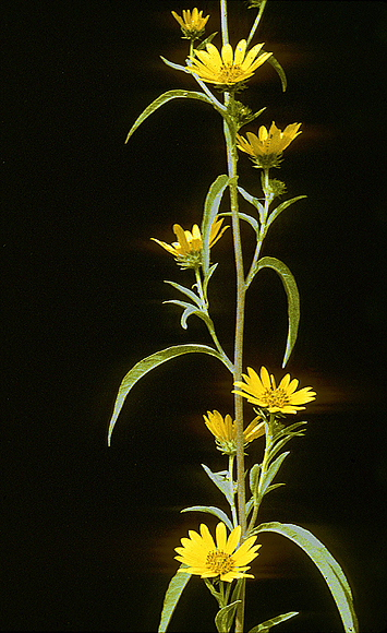 Maximilian Sunflower