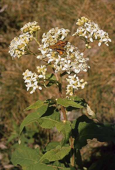 Frostweed