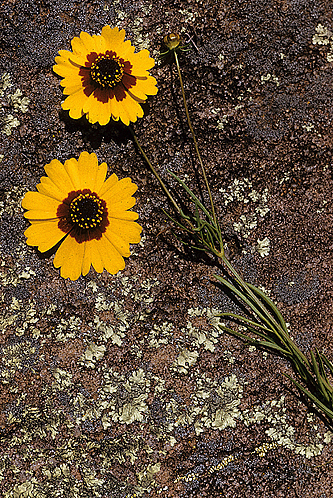Golden-mane Coreopsis