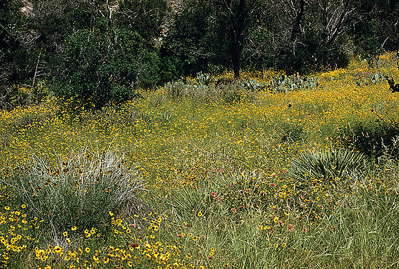 Golden-mane Coreopsis - Coreopsis basalis