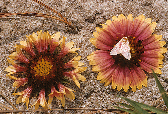 Indian Blanket