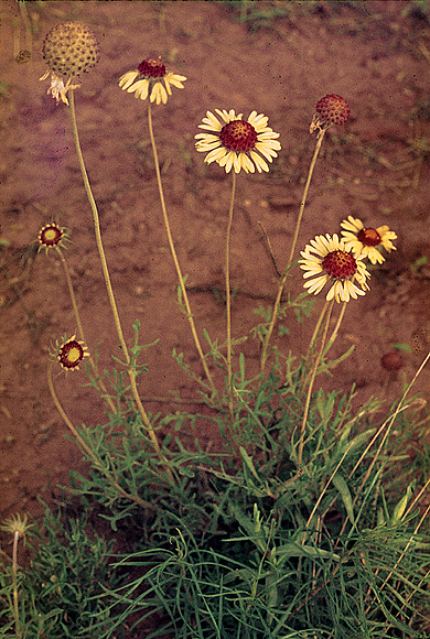 Yellow Gaillardia