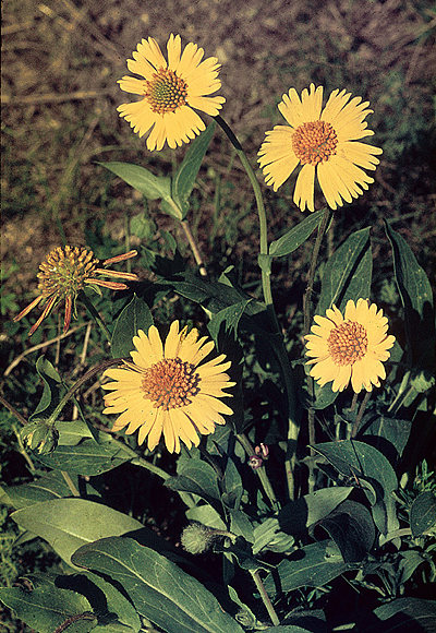 Huisache Daisy