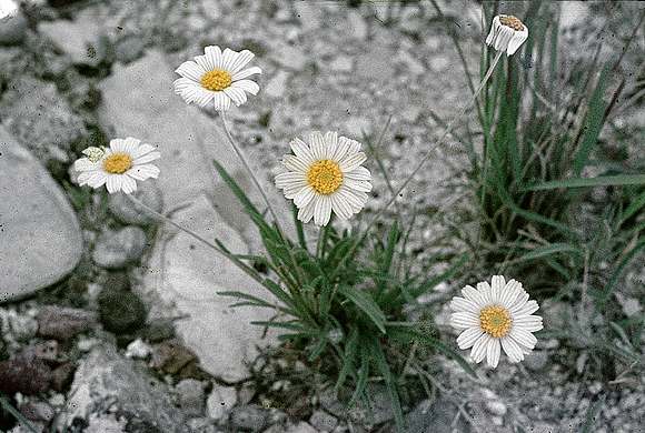 Plains Yellow Daisy