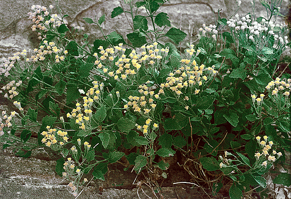 Rock Daisy
