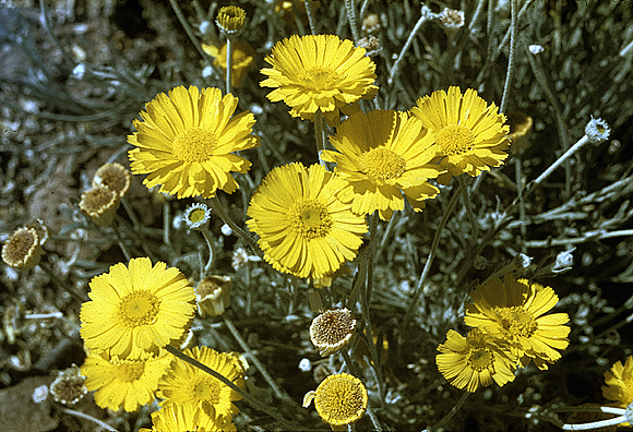 Desert Baileya - Baileya multiradiata