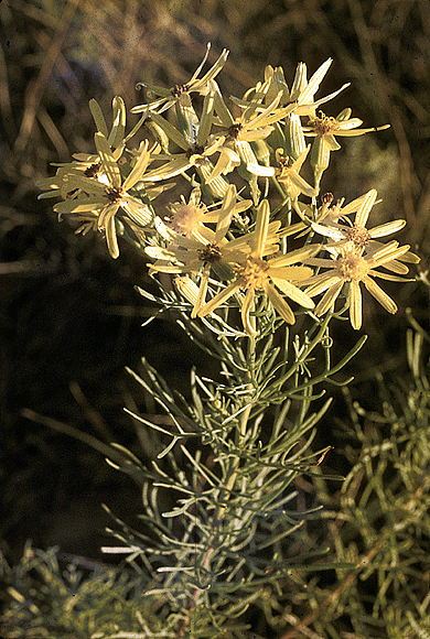 Broom Groundsel