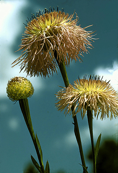 Basketflower - Centaurea americana