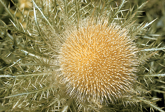 Bull Thistle - Cirsium horridulum