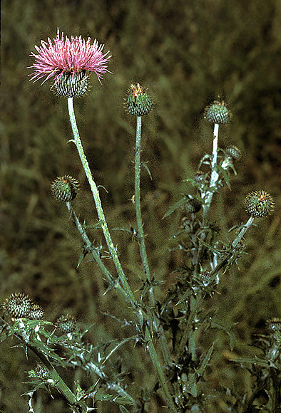 Texas Thistle
